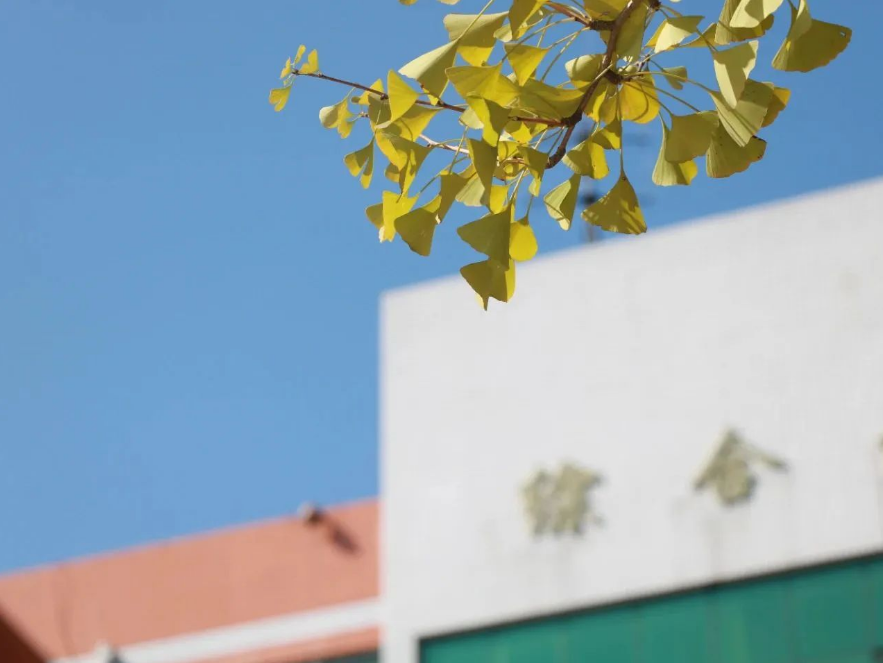 四川科创技工学校一起劳动 一起快乐